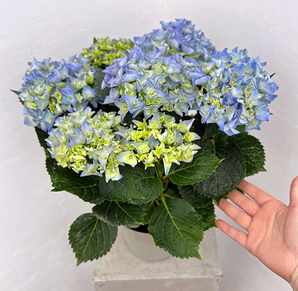 [春の鉢花予約]アジサイ：アーリーブルー5号鉢植え