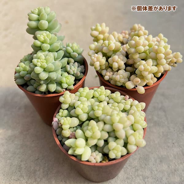 セダム：シンタマツヅリ　2号ポット