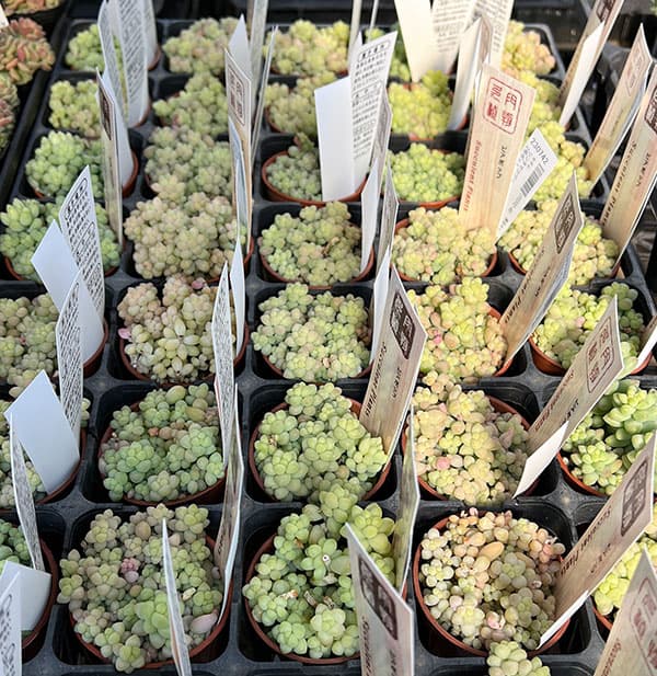 セダム：シンタマツヅリ　2号ポット