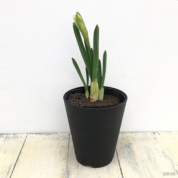 水仙（スイセン）：黄房水仙（キブサスイセン）3.5号ポット