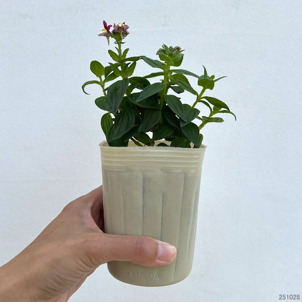 ネメシア：スイート アップルパイ3-3.5号ポット