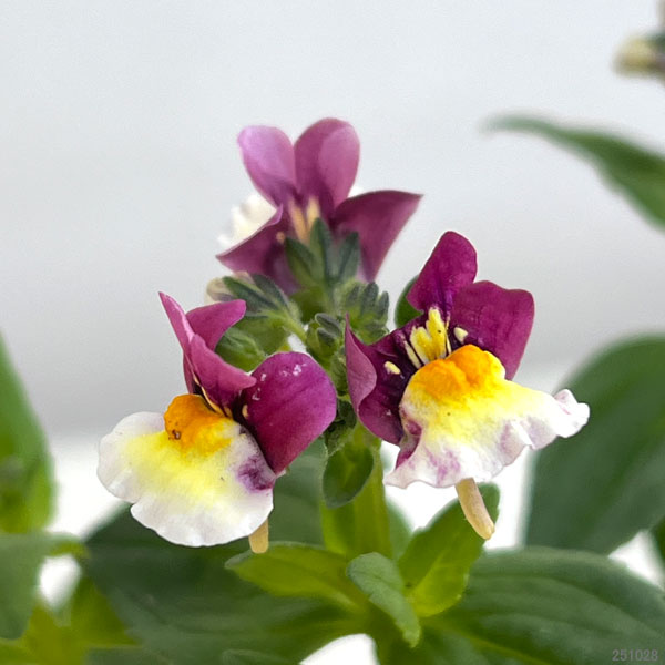 ネメシア：スイート アップルパイ3-3.5号ポット