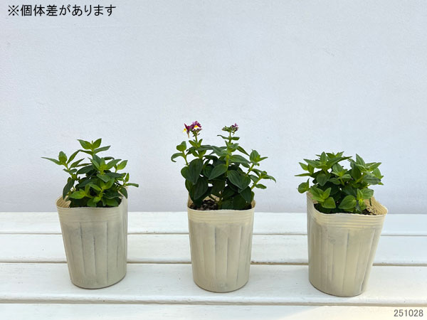 ネメシア：スイート アップルパイ3-3.5号ポット