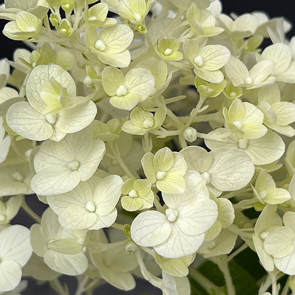 ノリウツギ(糊空木):リトルホッティ 4号鉢植え