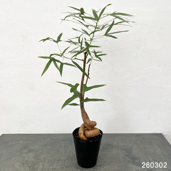 ブラキキトン（ボトルツリー）：ポプルネウス（細葉タイプ）　5号ポット