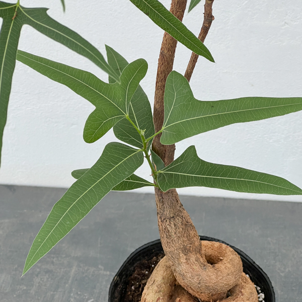 ブラキキトン（ボトルツリー）：ポプルネウス（細葉タイプ）　5号ポット