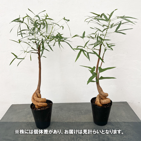 ブラキキトン（ボトルツリー）：ポプルネウス（細葉タイプ）　5号ポット