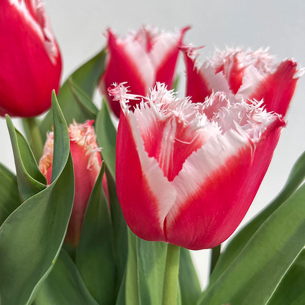 （わけあり特価）チューリップ：ニューサンタ 5号鉢植え