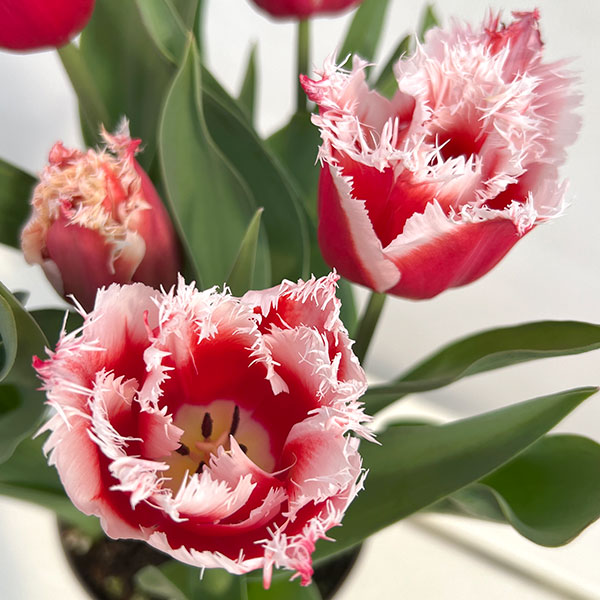 （わけあり特価）チューリップ：ニューサンタ 5号鉢植え