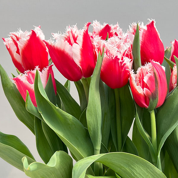 （わけあり特価）チューリップ：ニューサンタ 5号鉢植え