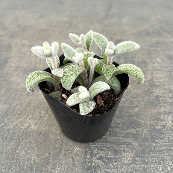 カランコエ：福兎耳（ふくとじ）3号ポット