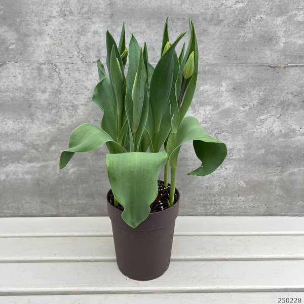 チューリップ：ストロングゴールド5号鉢植え