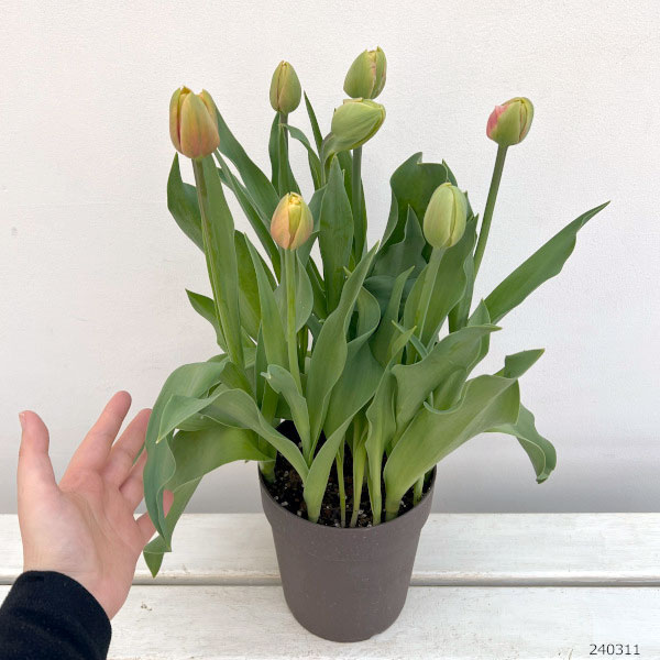 チューリップ：コッパーイメージ（八重咲き）5号鉢植え