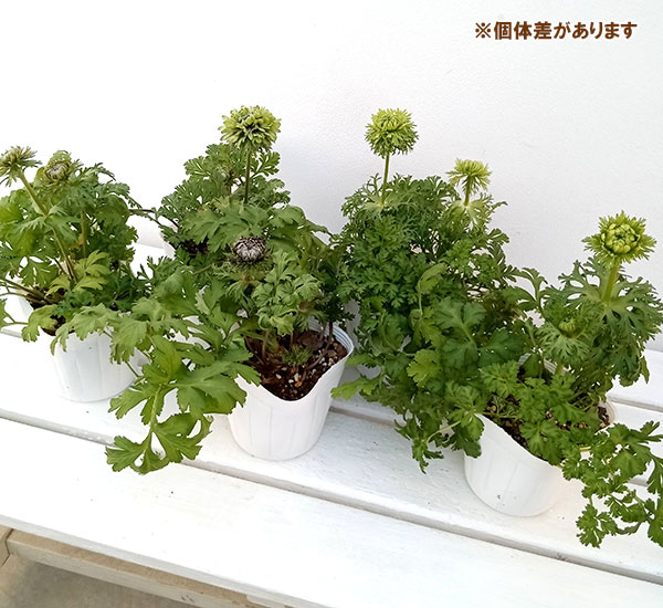 アネモネ：凛々花（リリカ）グリーン系3.5号ポット