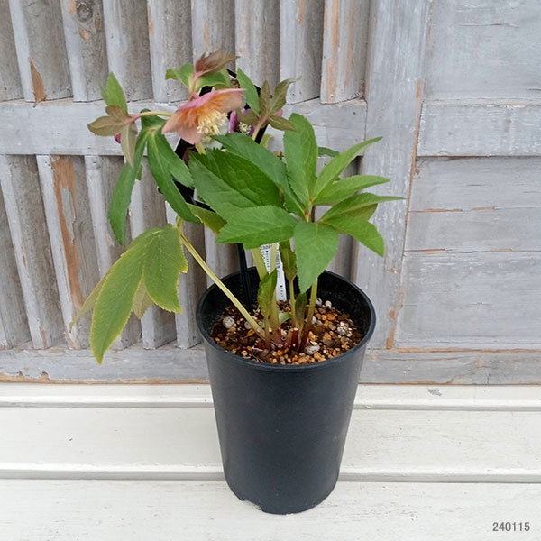 園芸ネット本店｜クリスマスローズ：セレクトセミダブル24-02／2L