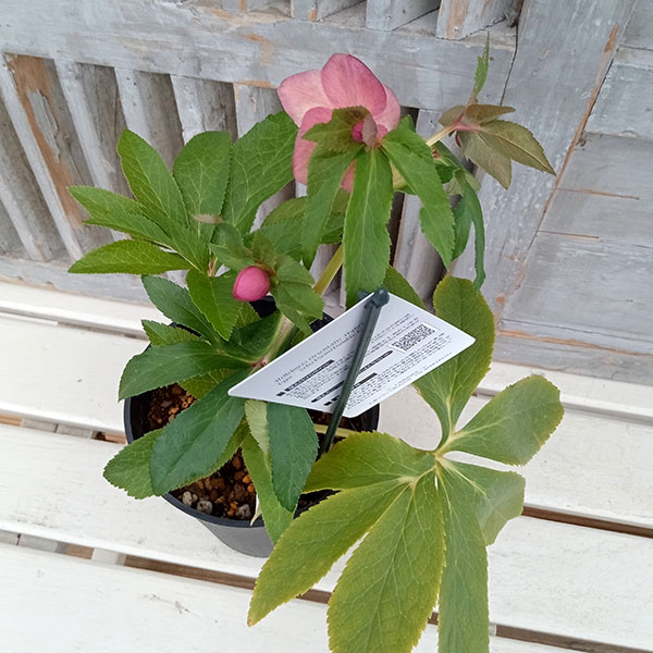 園芸ネット本店｜クリスマスローズ：セレクトセミダブル24-02／2L