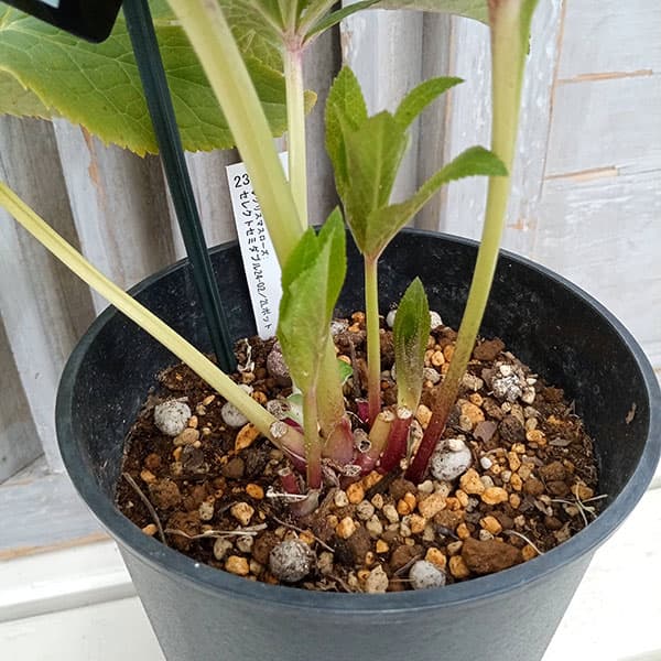 園芸ネット本店｜クリスマスローズ：セレクトセミダブル24-02／2L