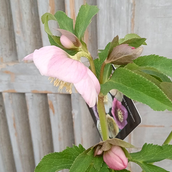 クリスマスローズ....その2 2025.3.13 * クリスマスローズが咲き始めました #ピンクニゲル #広瀬