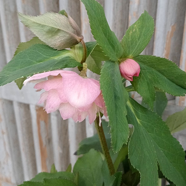 園芸ネット本店｜クリスマスローズ：セレクトダブル24-07／2Lポット の