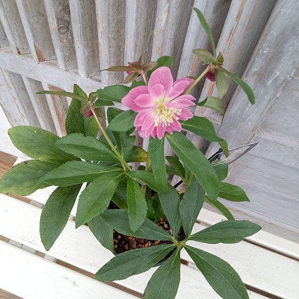 園芸ネット本店｜クリスマスローズ：セレクトダブル24-08／2Lポット の