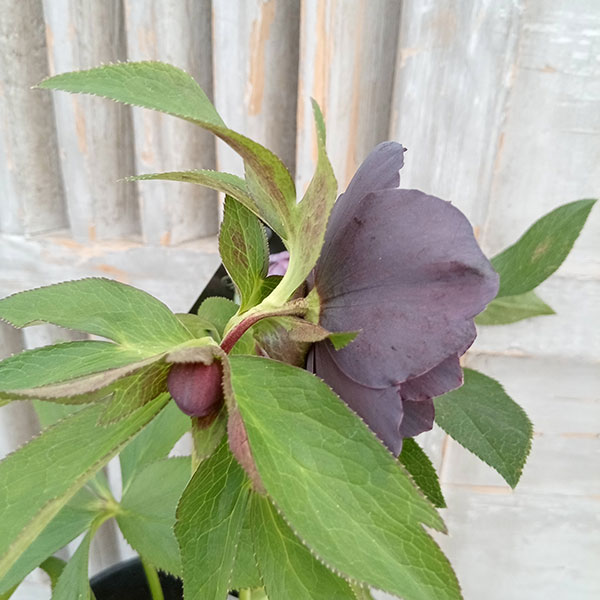 園芸ネット本店｜クリスマスローズ：セレクトダブル24-10／2Lポット の