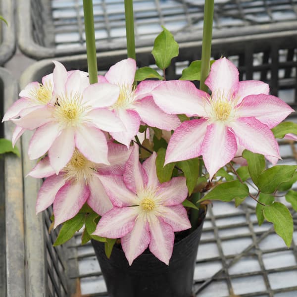 クレマチス：ヤツハシ（八橋）3.5号ロングポット（パテンス系）