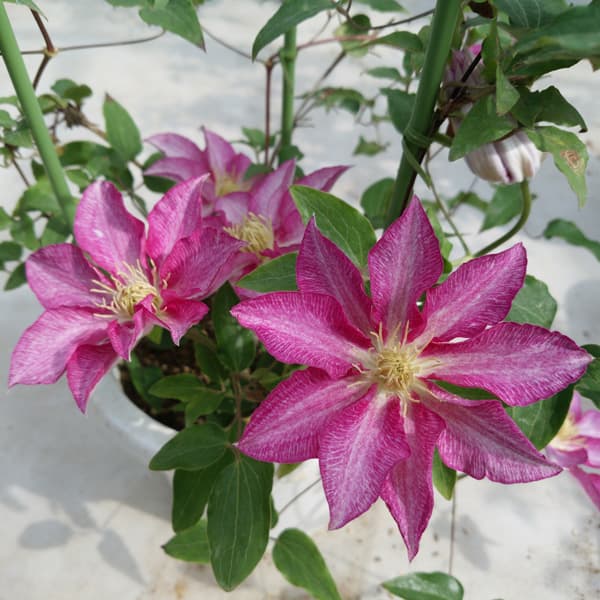 クレマチス：ヤツハシ（八橋）3.5号ロングポット（パテンス系）