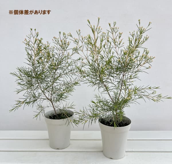 ワックスフラワー4号鉢植え