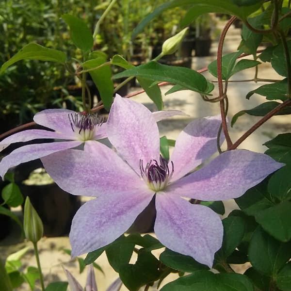 クレマチス：ウスズミ（淡墨）3.5号ロングポット（フロリダ系）