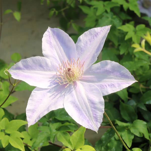 クレマチス：なごり雪3.5号ロングポット（フロリダ系）