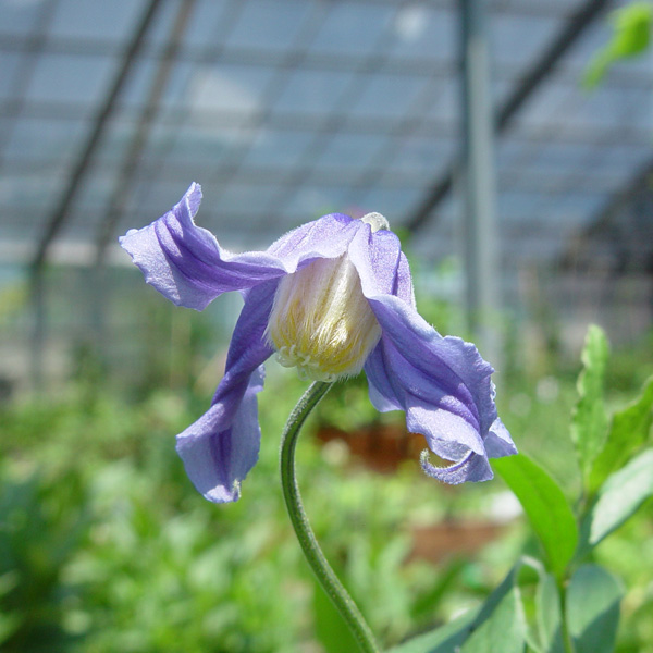 クレマチス:ショウナンブルー(湘南ブルー)3.5号ロングポット(インテグリフォリア系)