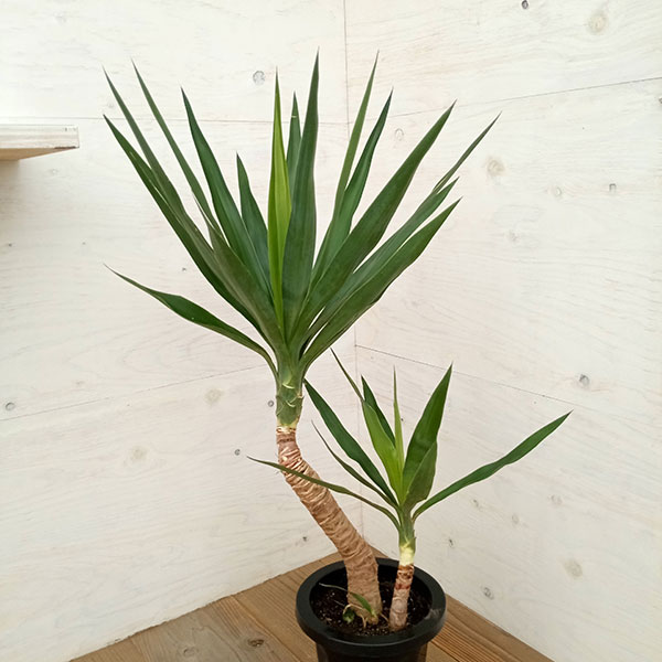 ①　ユッカ　エレファンテイペス　８号　4本植え　美形　最高等級 ユッカ エレファンテイペス 8号 4本植え 美形 最高等級 ユッカ