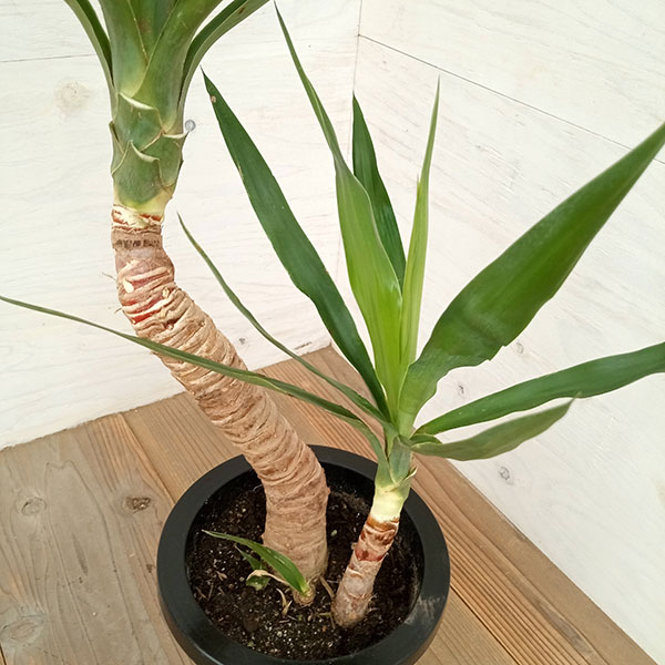 園芸ネット本店｜ユッカ：エレファンティペス（曲げ仕立て） 7号鉢植え