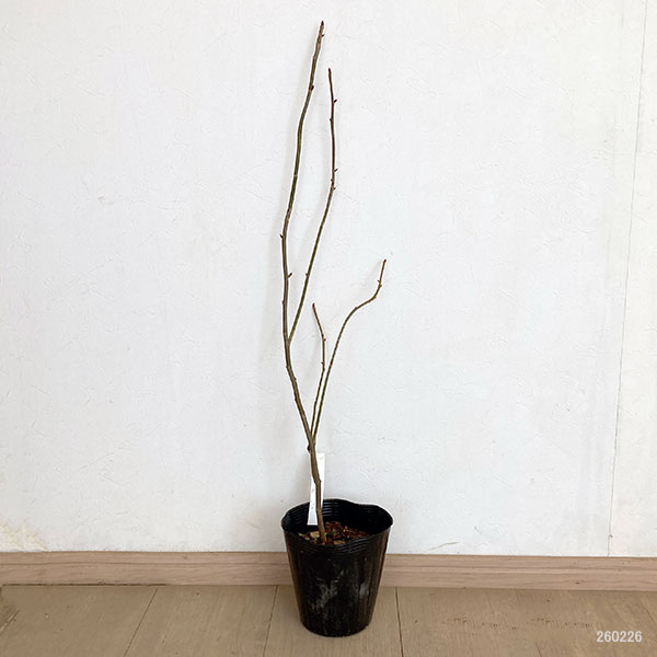 ハンカチノキ（ダビディア）：ソノマ　5号即席ポット