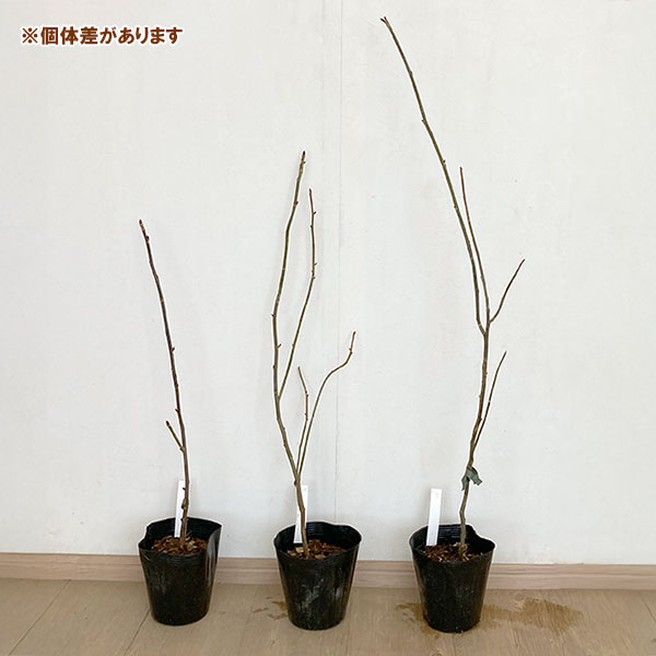 ハンカチノキ（ダビディア）：ソノマ　5号即席ポット