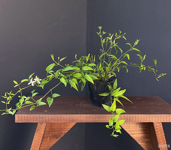 クレマチス:センニンソウ(仙人草)3-3.5号ポット(原種系)