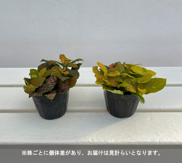 フィットニア：フォルテッシモ　3号ポット