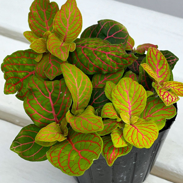 フィットニア：フォルテッシモ　3号ポット