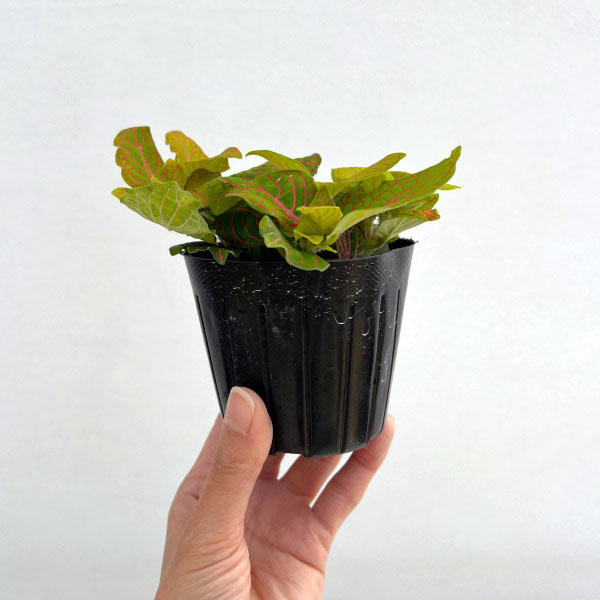 フィットニア：フォルテッシモ　3号ポット