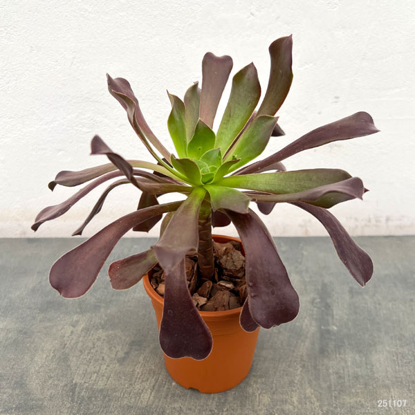 アエオニウム：カシミアバイオレット3.5号ポット