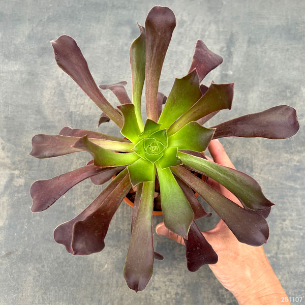 アエオニウム：カシミアバイオレット3.5号ポット