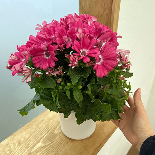64.カラフル小花 ピンク＊さやたぐ サイネリア：リゾート ピンク系5号鉢植え の通販 | 園芸ネット