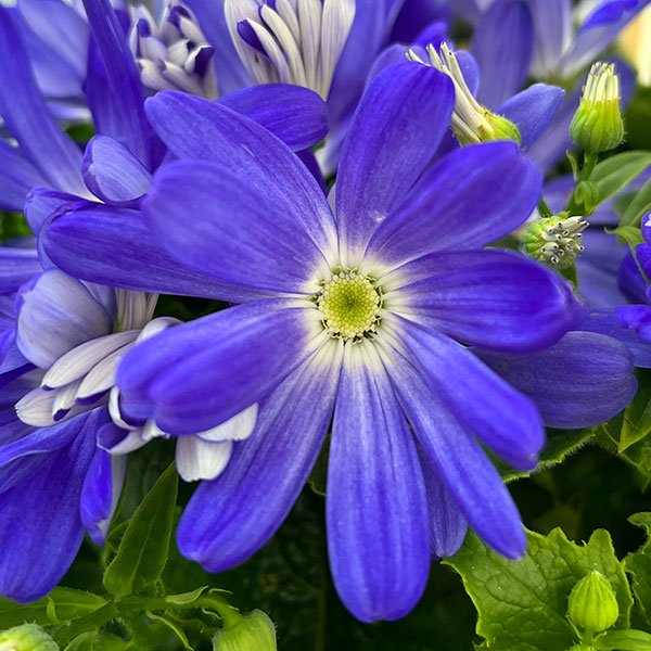 園芸ネット本店｜サイネリア：リゾート ブルー系5号鉢植え の通販【公式】