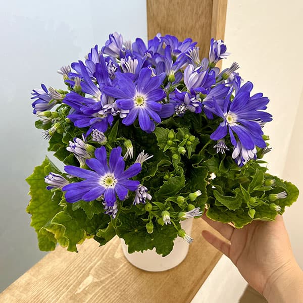 園芸ネット本店｜サイネリア：リゾート ブルー系5号鉢植え の通販【公式】