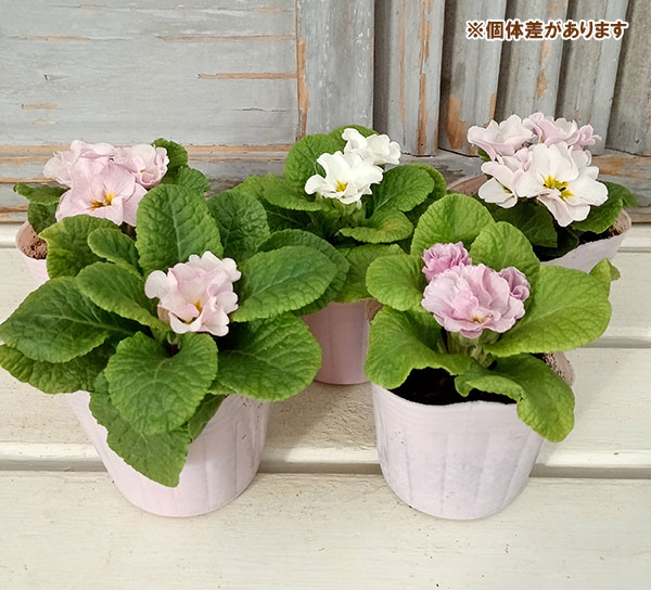 プリムラジュリアン・ハイブリッド：ラヴィスピーチシルバー3号ポット 2株セット