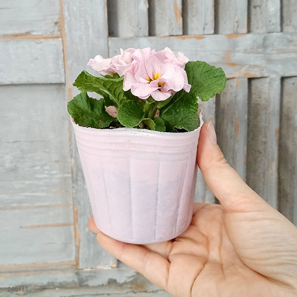 プリムラジュリアン・ハイブリッド：ラヴィスピーチシルバー3号ポット 2株セット