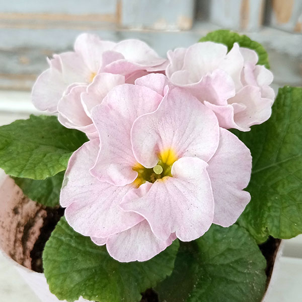 プリムラジュリアン・ハイブリッド：ラヴィスピーチシルバー3号ポット 2株セット