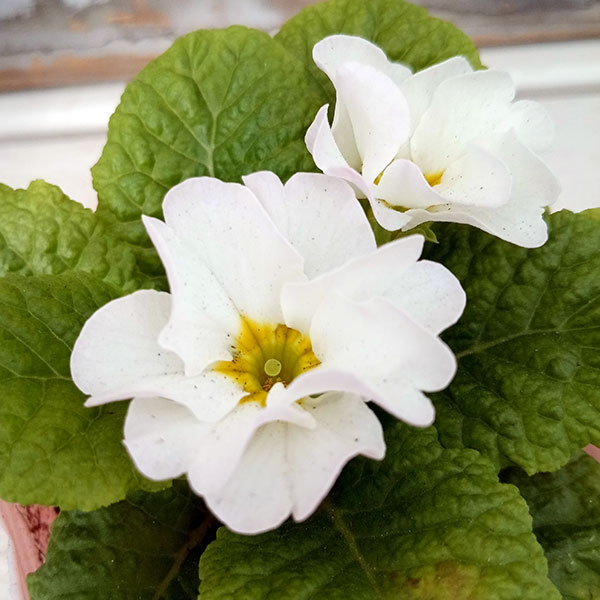 プリムラジュリアン・ハイブリッド：ラヴィスピーチシルバー3号ポット 2株セット