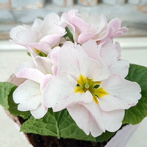 プリムラジュリアン・ハイブリッド：ラヴィスピーチシルバー3号ポット 2株セット