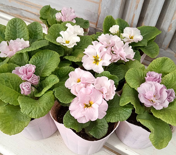 園芸ネット本店｜プリムラジュリアン・ハイブリッド：ラヴィスピーチ